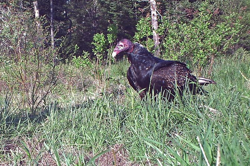 TurkeyVulture_052111.jpg - Turkey Vulture